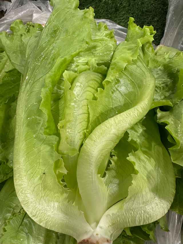 Iceberg lettuce