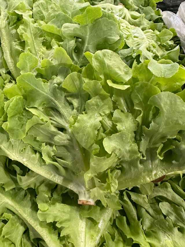 Green oak lettuce