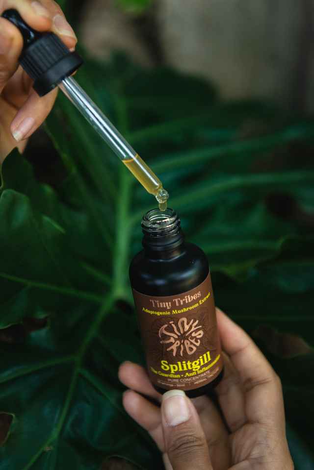 Adaptogenic Splitgill Mushroom Potion