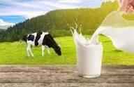 GrassFed RawMilk SaMui