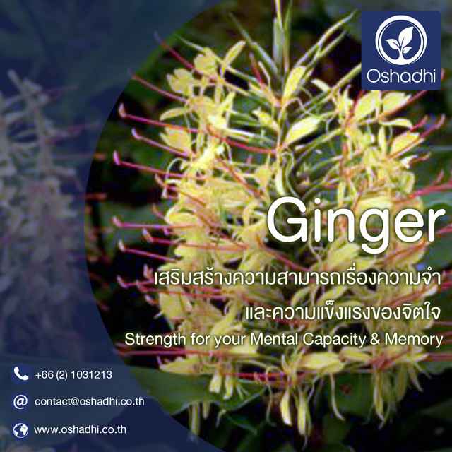 Oshadhi Ginger Essential Oil