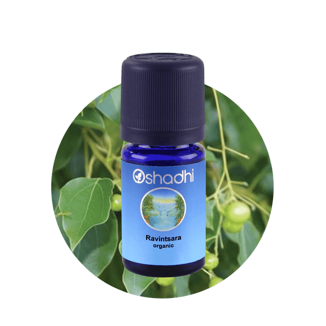 Organic Essential Oil - Ravintsara