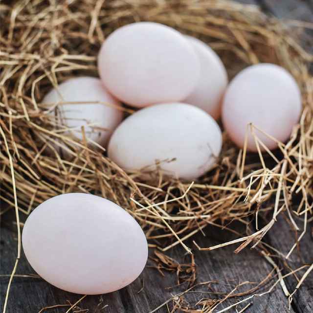 Free Range Duck Eggs